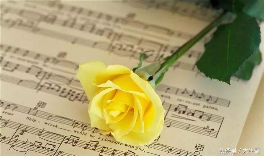 十种玫瑰花的寓意和花语,玫瑰花1-10朵代表含义