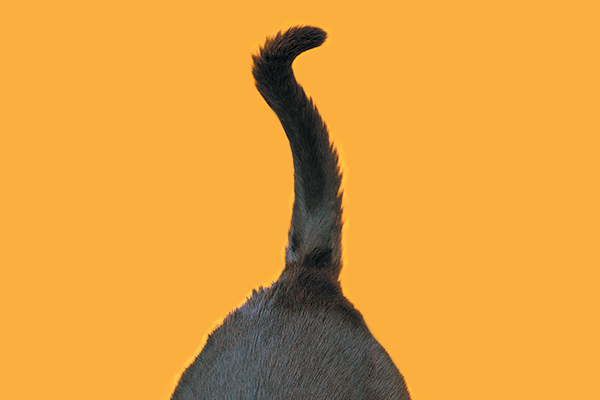 教你看懂猫的行为,如何读懂猫的叫声语言