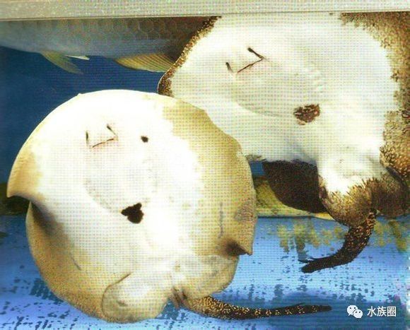 魟鱼养殖技术视频大全,魟鱼饲养入门