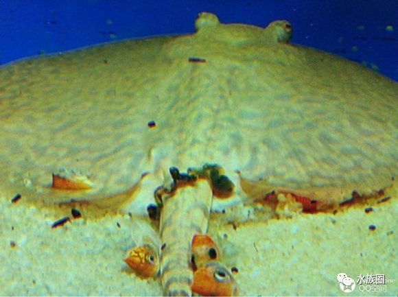 魟鱼养殖技术视频大全,魟鱼饲养入门