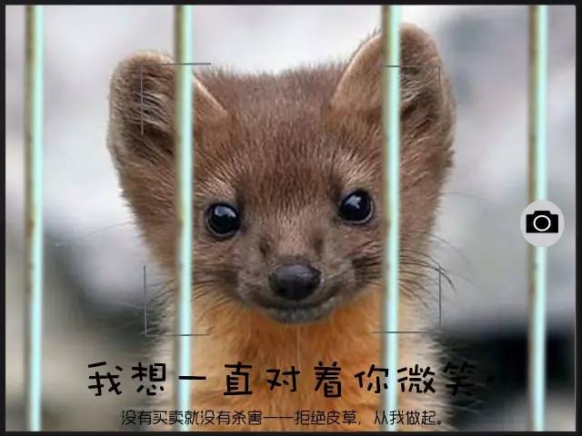 皮草的残酷真相,奢华背后的残忍皮草