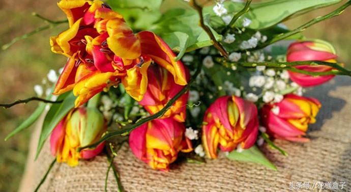 荷兰国花郁金香价格表,荷兰国花郁金香的故事