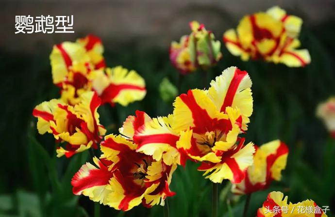 荷兰国花郁金香价格表,荷兰国花郁金香的故事