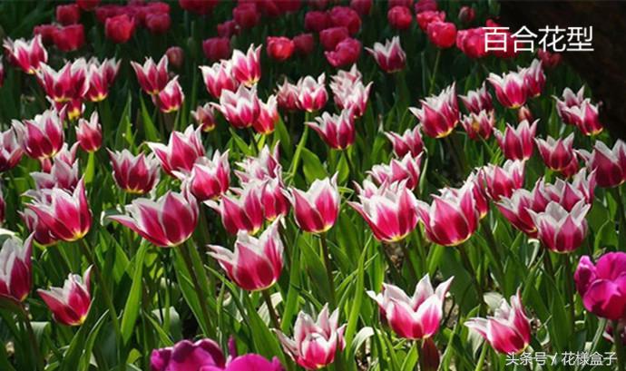 荷兰国花郁金香价格表,荷兰国花郁金香的故事