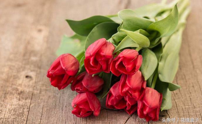 荷兰国花郁金香价格表,荷兰国花郁金香的故事