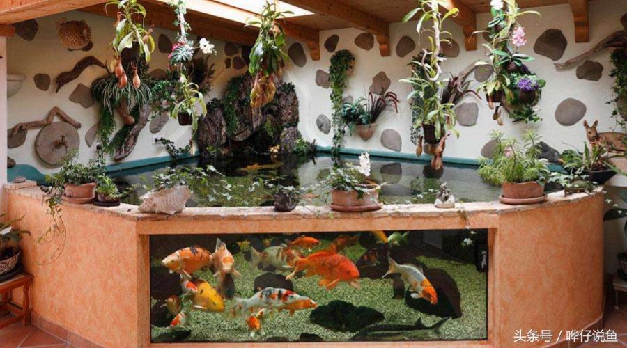 《告水族行业从业人员书》——奇妙的水族店，猥琐的水族店