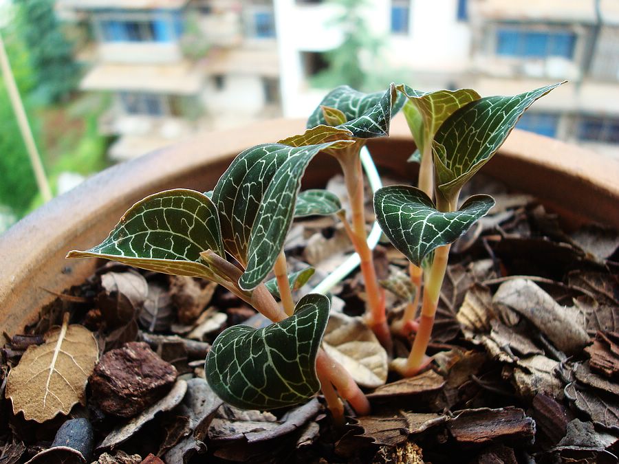 又是一年进补季,会吃好食材之金线莲篇,也许你家花盆就有哦