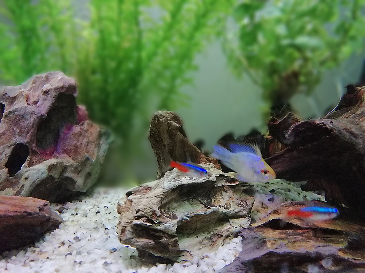 华为畅享7s大字版,华为畅享7s深度解析