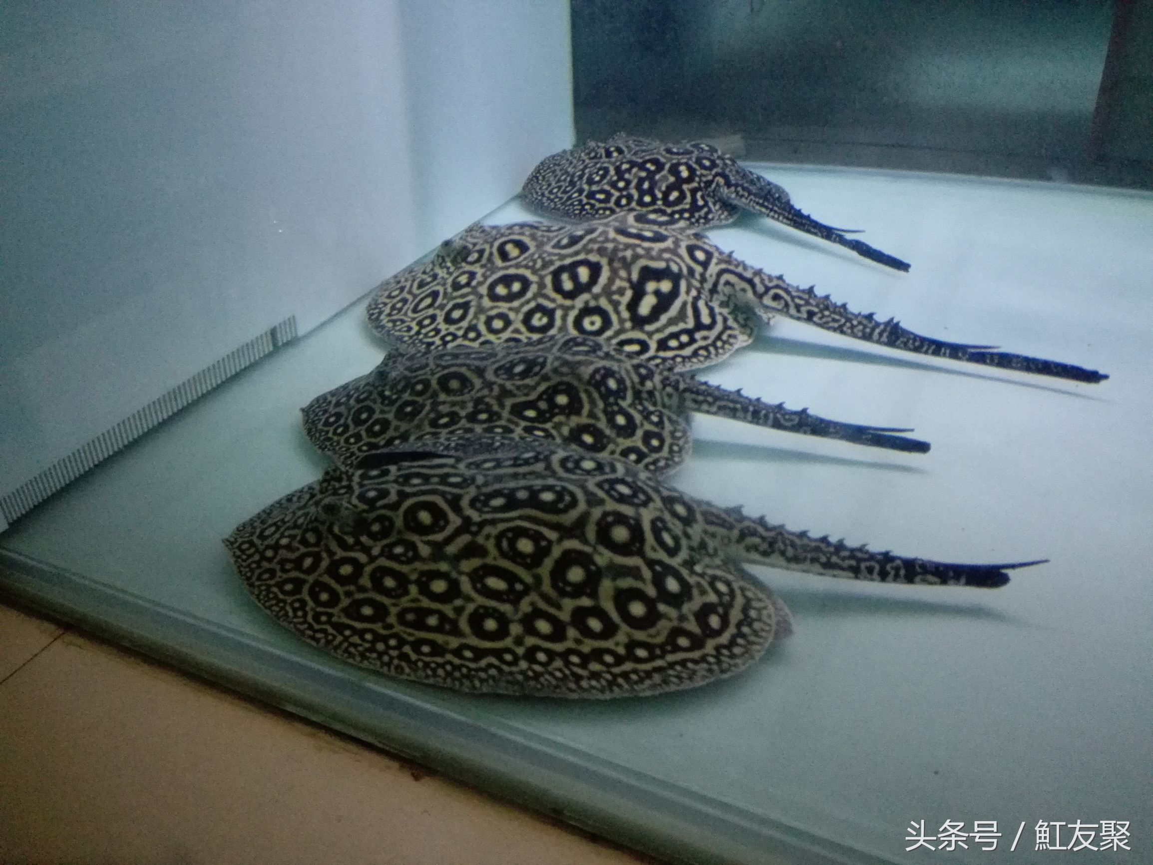 魟鱼翘嘴,魟鱼饲养技术优酷视频