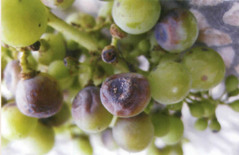 葡萄黑痘病的图片,葡萄黑腐病与黑痘病