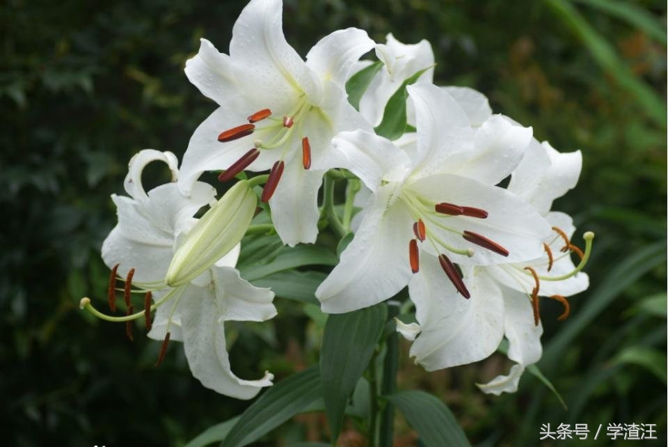 香水百合水养和土养花期区别,香水百合水培怎么养开花比较快