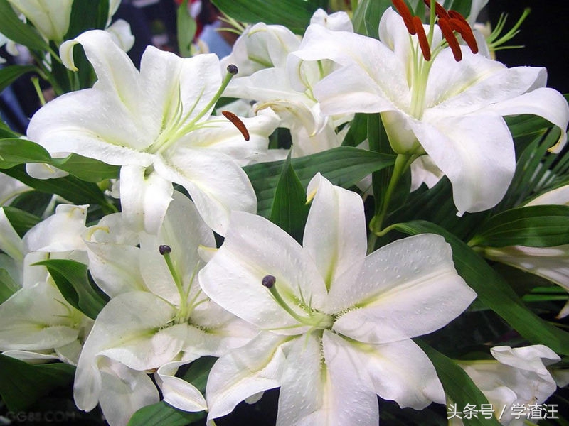 香水百合水养和土养花期区别,香水百合水培怎么养开花比较快