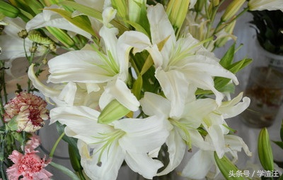 香水百合水养和土养花期区别,香水百合水培怎么养开花比较快