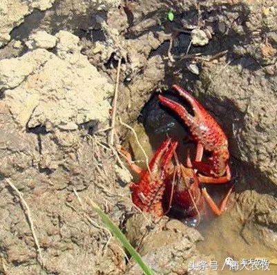 河蟹塘清塘的一些注意事项,河蟹塘消毒用什么好