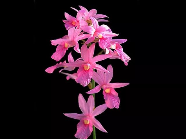 咏兰诗词十首,咏兰五绝诗词