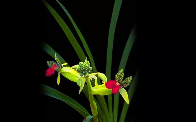 咏兰诗词十首,咏兰五绝诗词