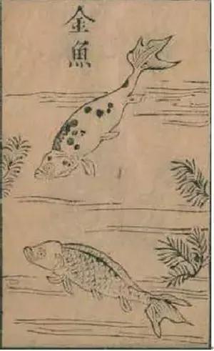 古人夏天如何养鱼,古人养鱼