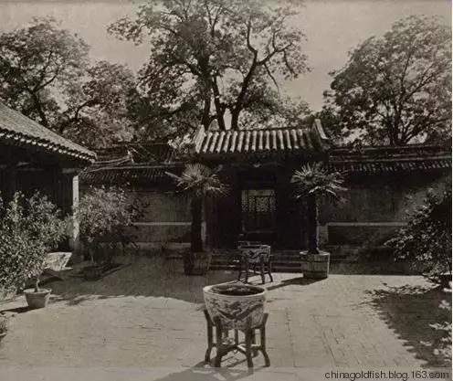 古人夏天如何养鱼,古人养鱼