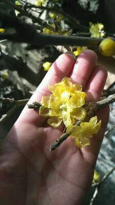 素心腊梅和檀香腊梅哪个比较香,怎么分辨正宗素心腊梅