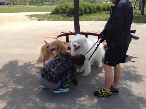 教狗狗这几招不被其他狗子欺负,怎样教狗狗不咬鸡鸭