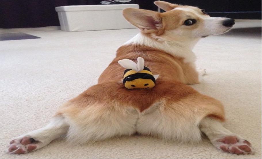 大学宿舍养什么小狗,大学宿舍养什么宠物比熊