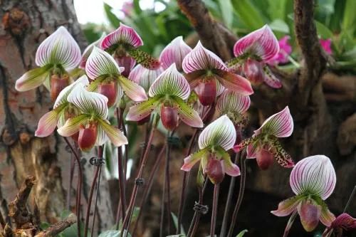 咏兰诗词十首,咏兰五绝诗词