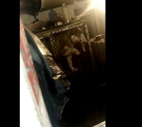 小哈士奇一般卖多少钱一只,哈士奇狗一般卖多少钱一只