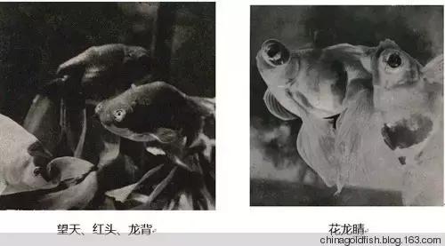 古人夏天如何养鱼,古人养鱼