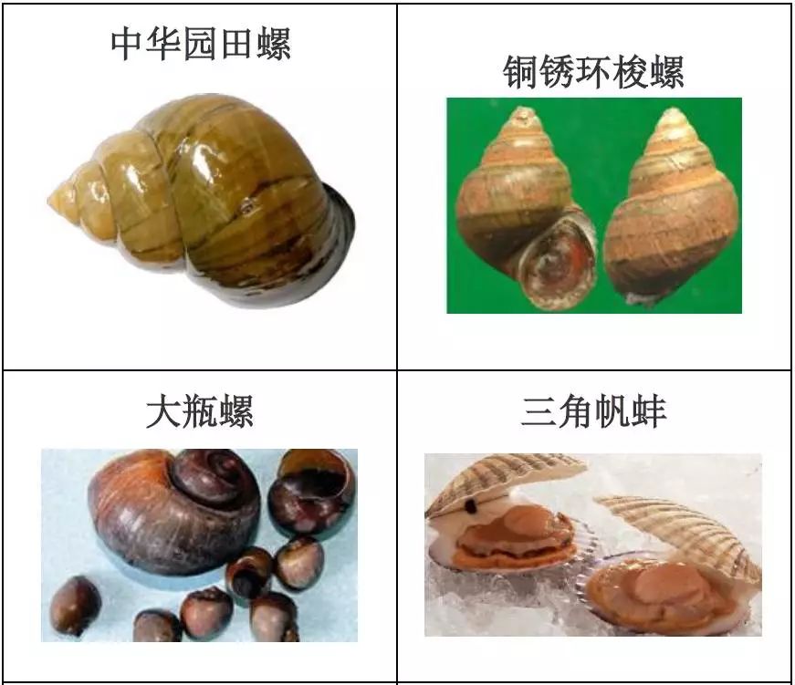 水产品种类及图片,常见的淡水鱼你认识多少