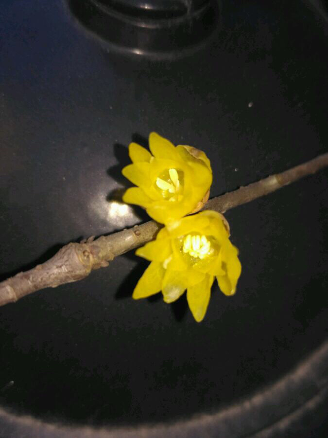 素心腊梅和檀香腊梅哪个比较香,怎么分辨正宗素心腊梅