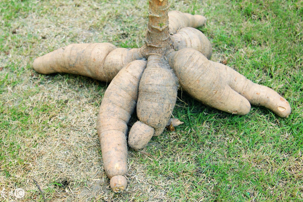 木薯淀粉和绿豆淀粉有区别吗,绿豆淀粉可以加木薯淀粉一起吗