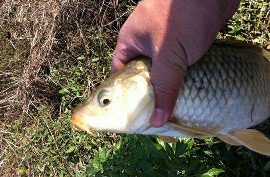 各类钓鱼小药的使用方法及效果,千里香钓鱼小药适合什么季节使用