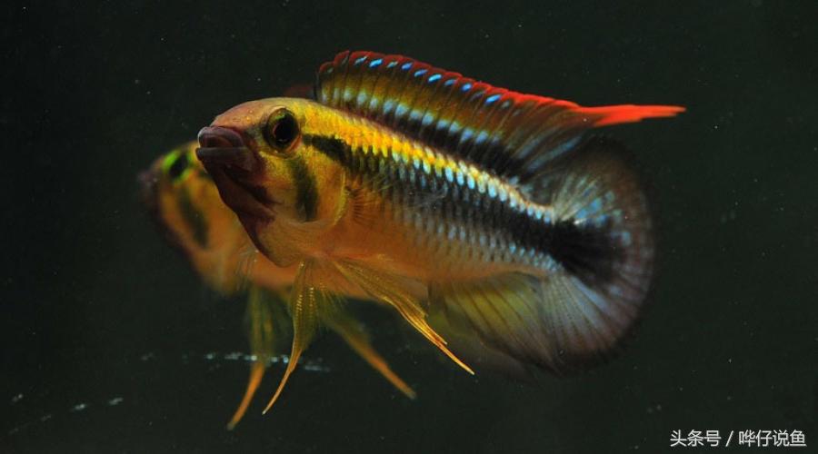 南美短鲷超红,南美短鲷喜欢的环境