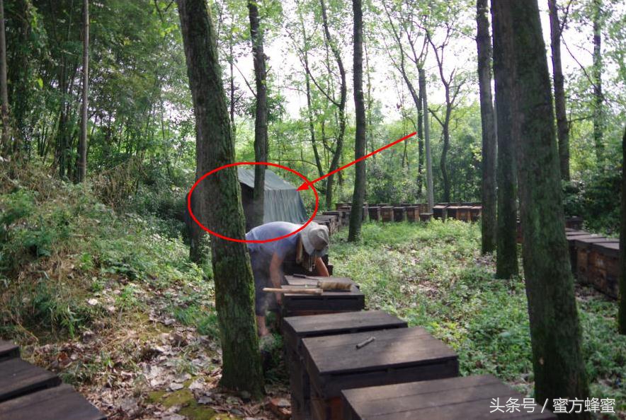 蜂农的心声,记录蜂农生活点滴