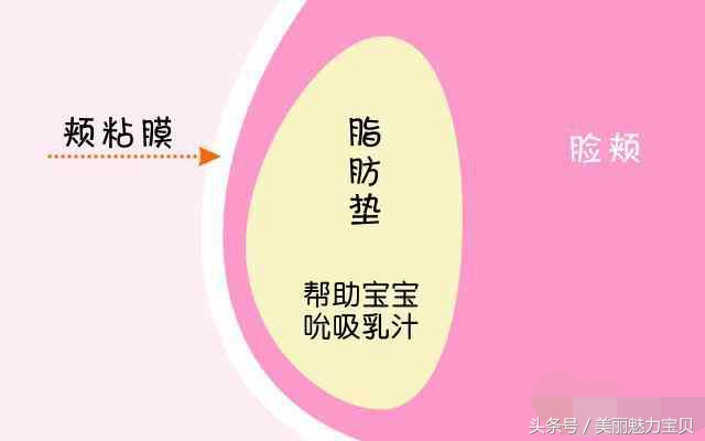 宝宝嘴角内侧有两个小肉疙瘩,宝宝嘴巴两侧有肉团