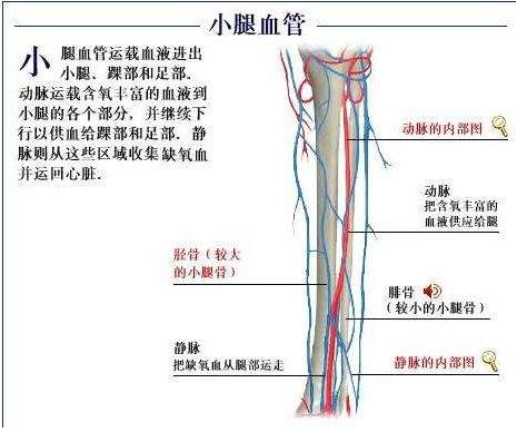 为什么要锻炼腿部肌肉,为什么锻炼小腿痛