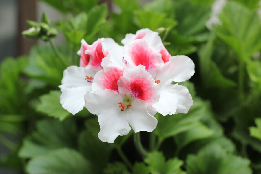 天竺葵好看又好养的品种有哪些 (天竺葵哪些品种漂亮好看又好养)