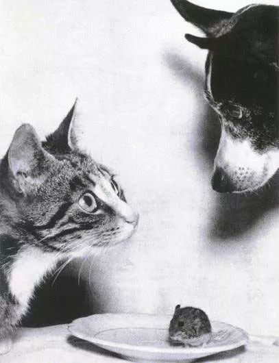 摄影大师总结的10条摄影口诀,10分钟看懂世界摄影史