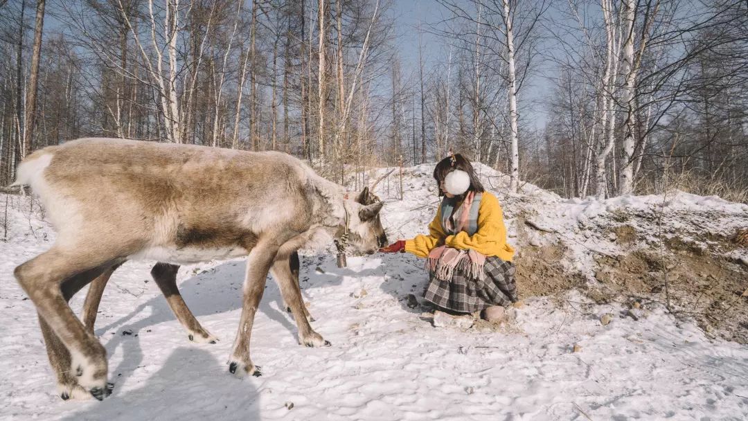 最后的驯鹿部落敖鲁古雅,中国最后原始部落敖鲁古雅