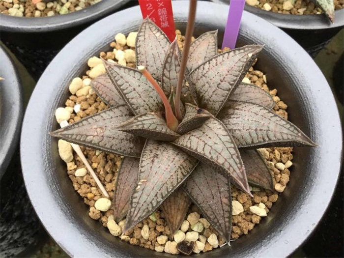 多肉水泡海豹老桩状态,库伯与海豹的区别