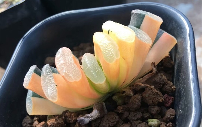 多肉水泡海豹老桩状态,库伯与海豹的区别