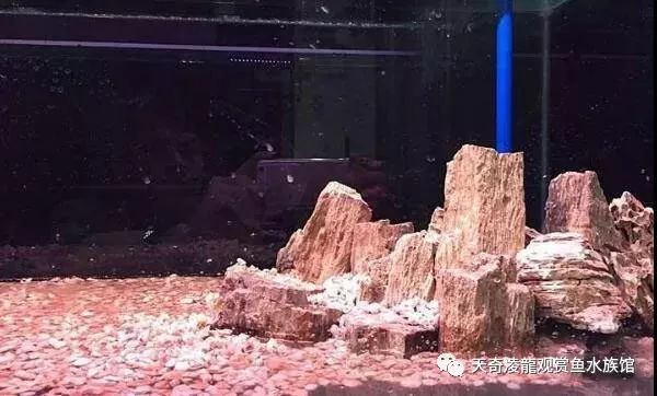 龙鱼和草缸怎么玩？用手玩！