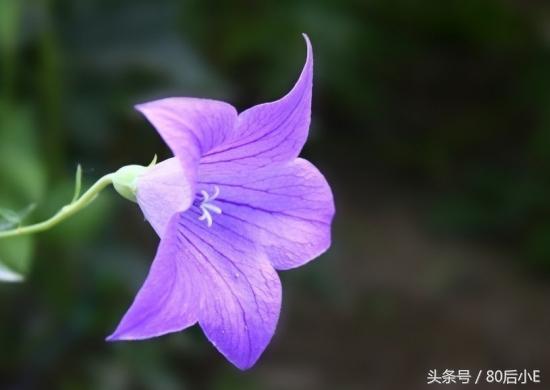 常见花的花语大全简单常见,常见花语大全50种花的花语