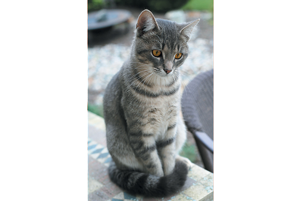 教你看懂猫的行为,如何读懂猫的叫声语言