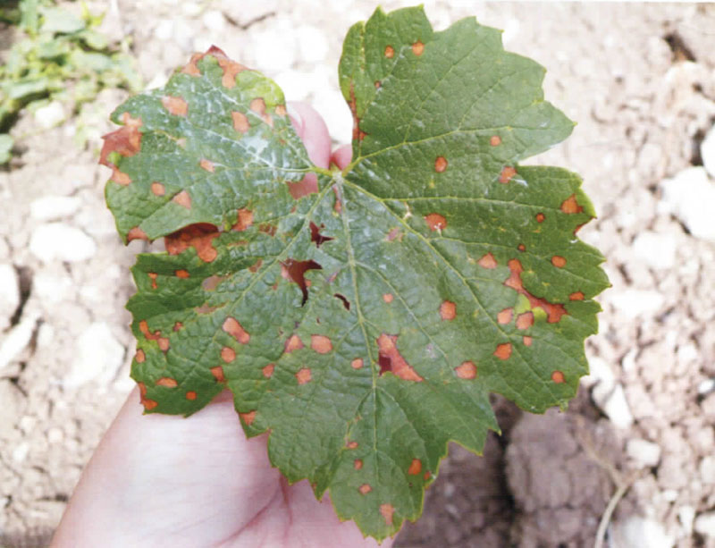 葡萄黑痘病的图片,葡萄黑腐病与黑痘病