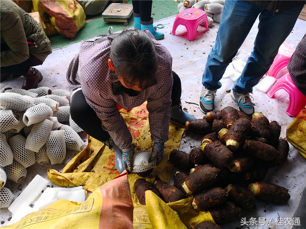 荔浦芋头刘罗锅完整视频,广西桂林荔浦芋头哪里最好