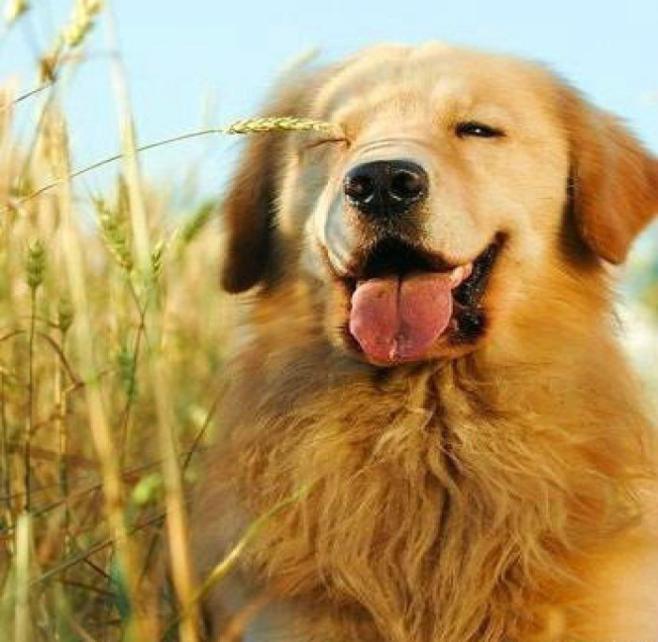 大学宿舍养什么小狗,大学宿舍养什么宠物比熊