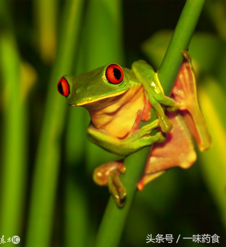 旅行青蛙怎么有更多四叶草,一直养旅行青蛙现在怎么样了