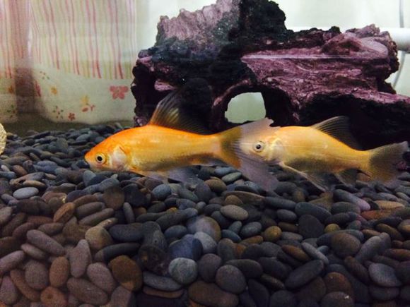 垃圾桶改装鱼池过滤,垃圾桶沼泽过滤教程