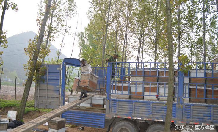 蜂农的心声,记录蜂农生活点滴